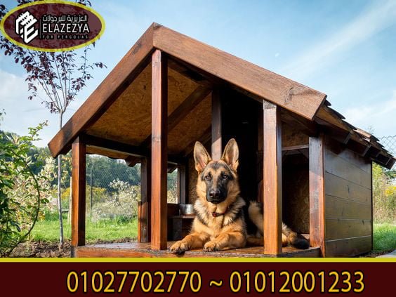 بيوت كلاب خشب جاهزة للبيع